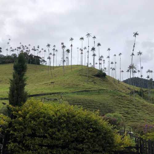 Одно из удивительных мест Колумбии — долина Кокора в национальном парке Los Nevados. Здесь, в центральной части Анд, растут самые высокие в мире восковые пальмы — до 60 м. Восковая пальма получила такое название, потому что её смола использовалась для изготовления свечей. Это дерево — национальный символ Колумбии.