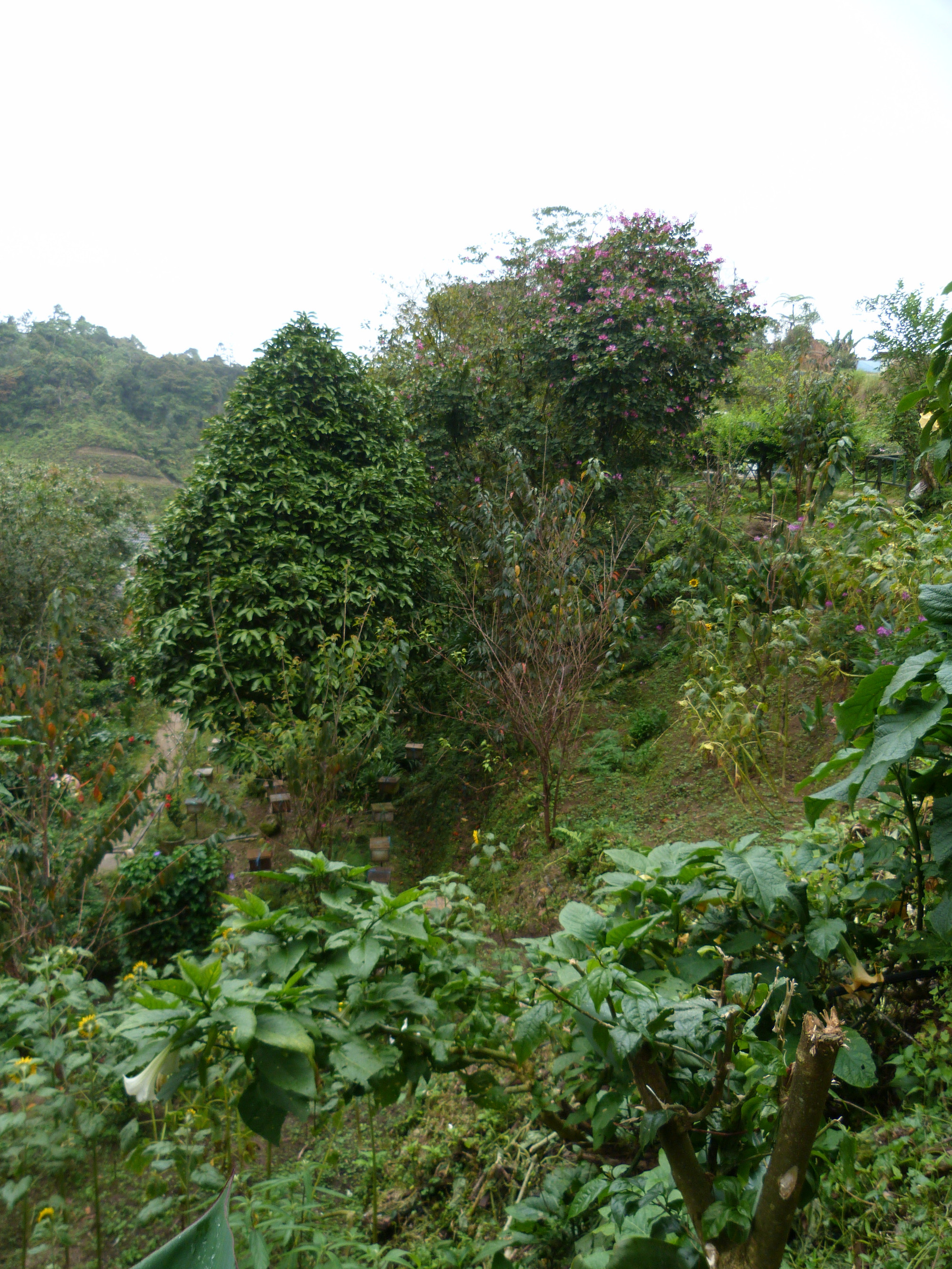 Cameron Highlands, Malaysia