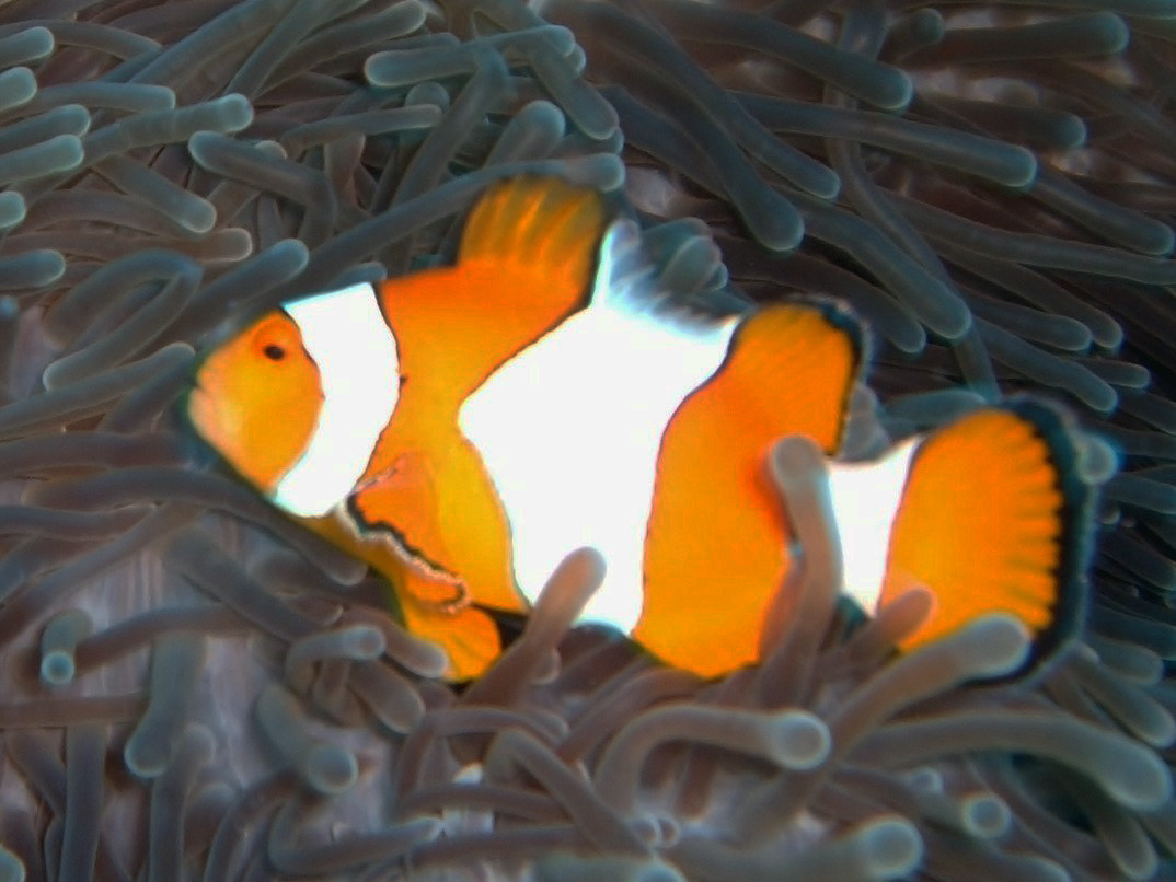 Clown Anenome Fish(nemo)