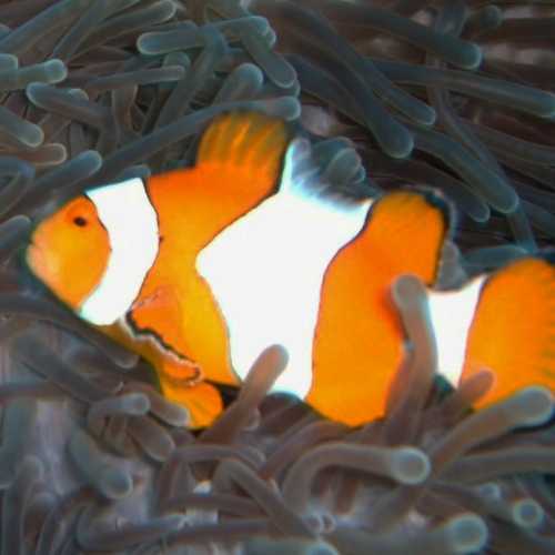 Clown Anenome Fish(nemo)