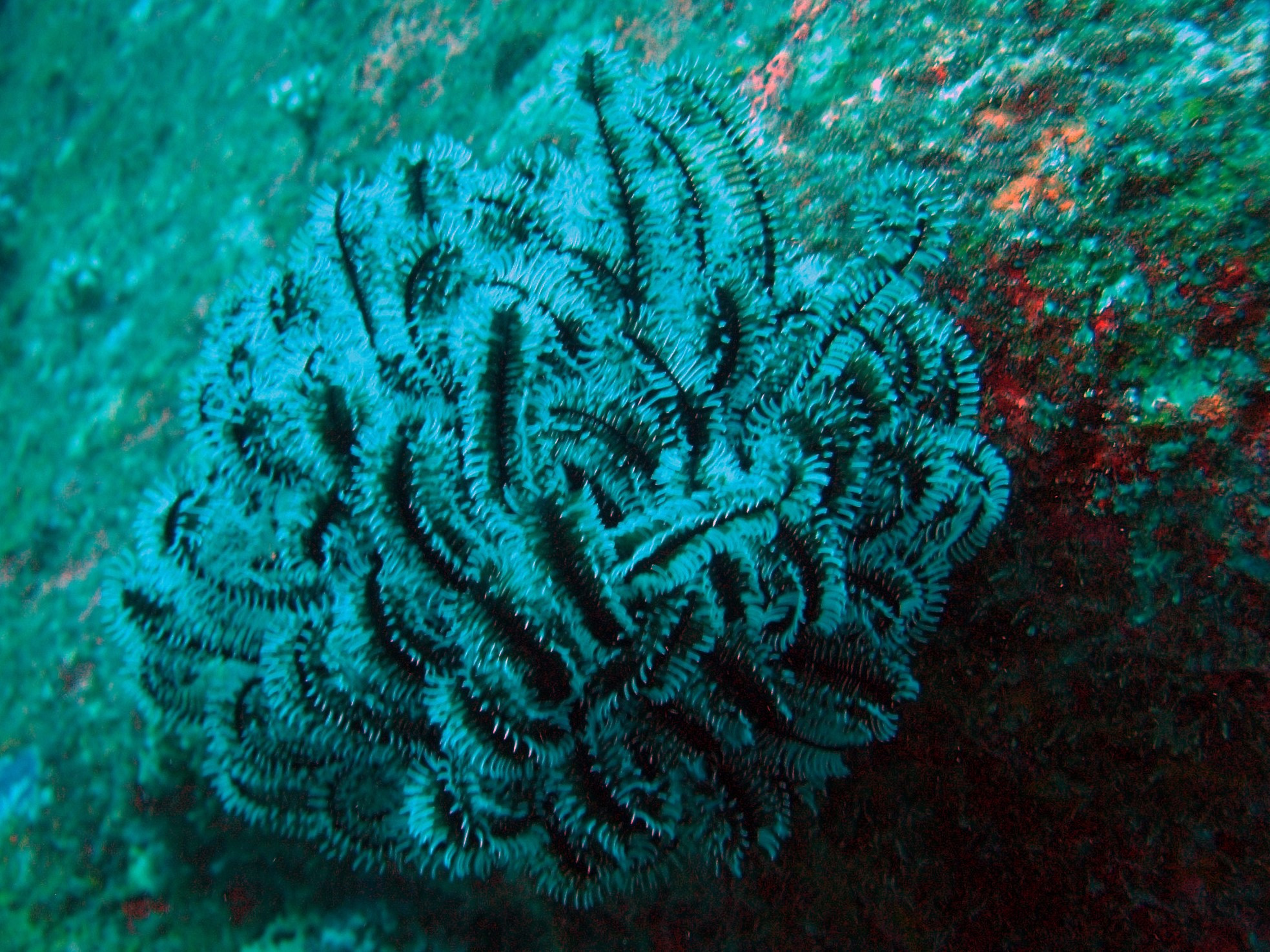 Three Trees Dive site Similan Islands, Таиланд