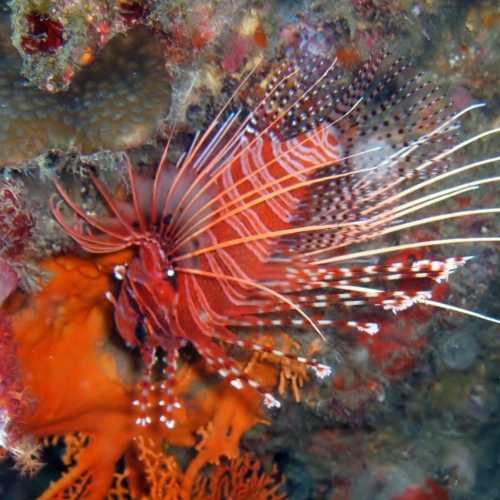 North Point Dive Site Similan Islands, Thailand