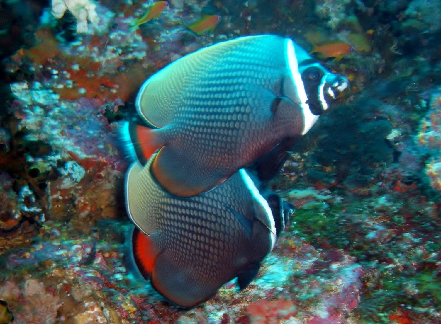 Koh Bon Similan Islands, Thailand