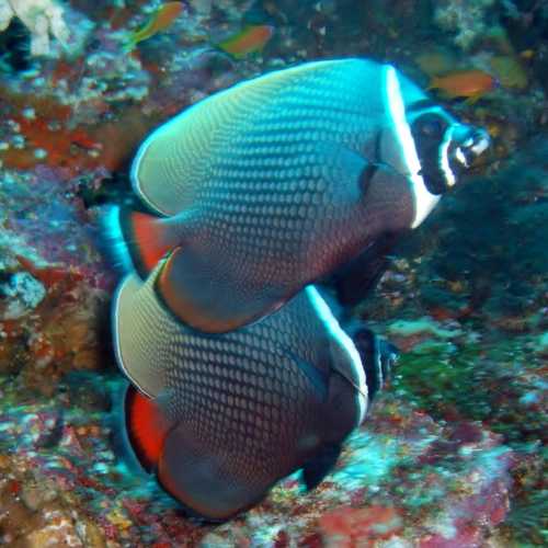 Koh Bon Similan Islands, Thailand