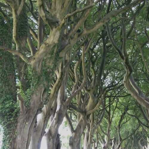 Dark hedges., United Kingdom