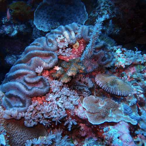 Tubbataha Reef, Филиппины