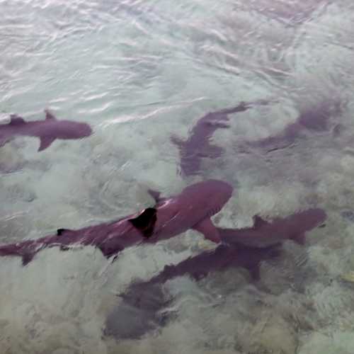 KARIMUNJAWA Floating Shark Pool
