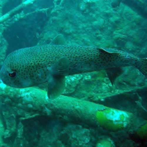 Boonsung Wreck, Thailand