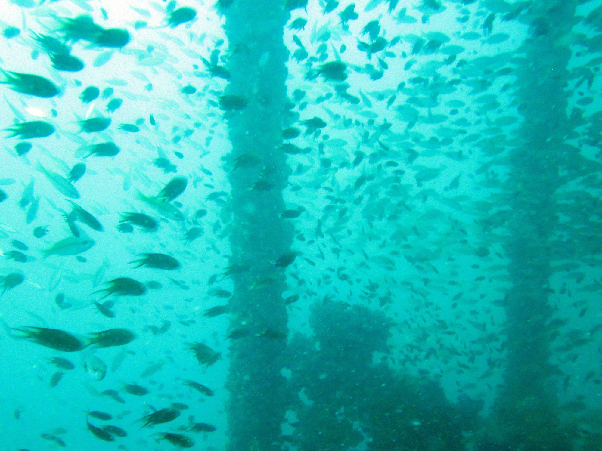 King Cruiser Wreck Dive Site, Thailand