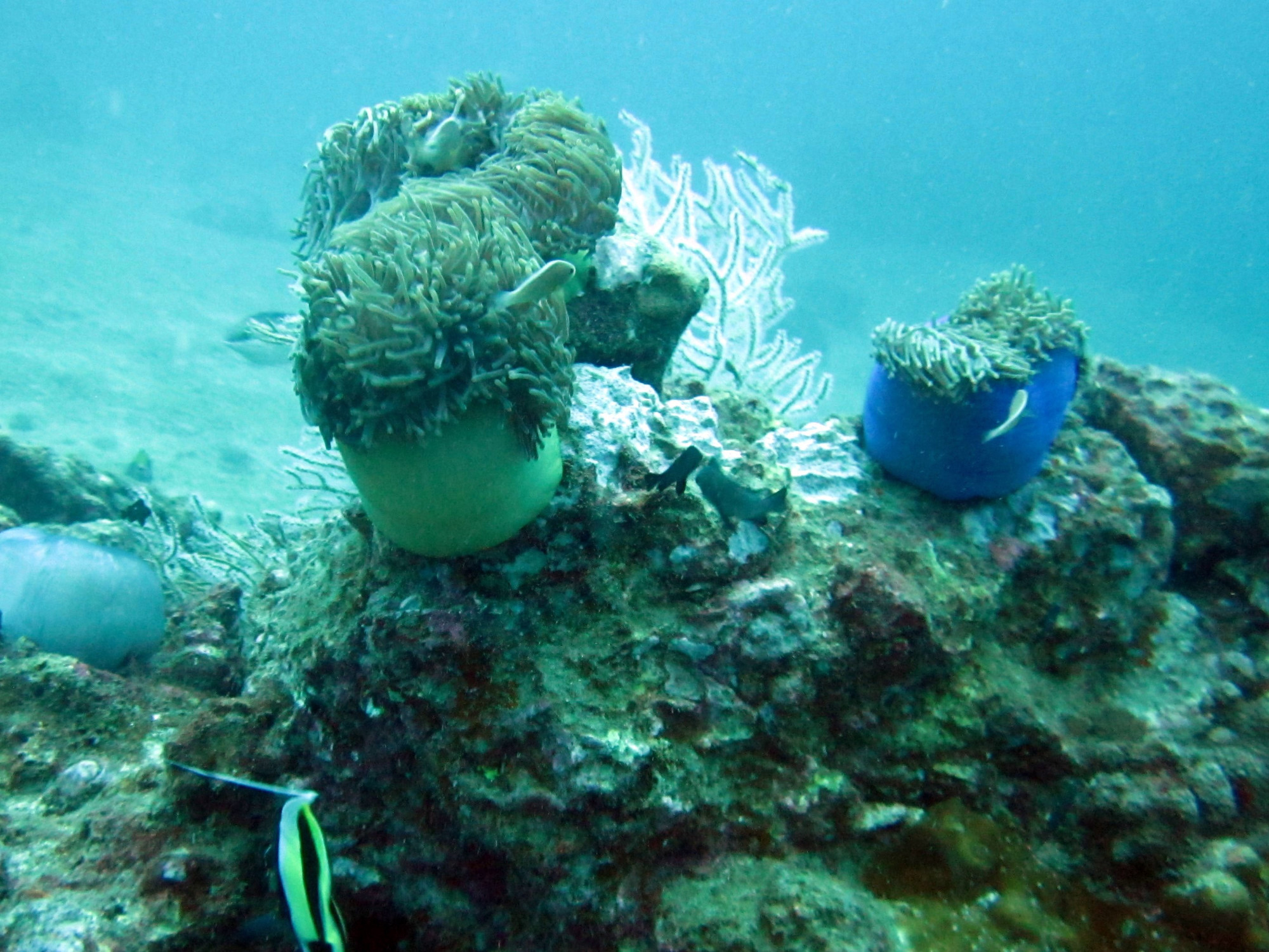 King Cruiser Wreck Dive Site, Thailand