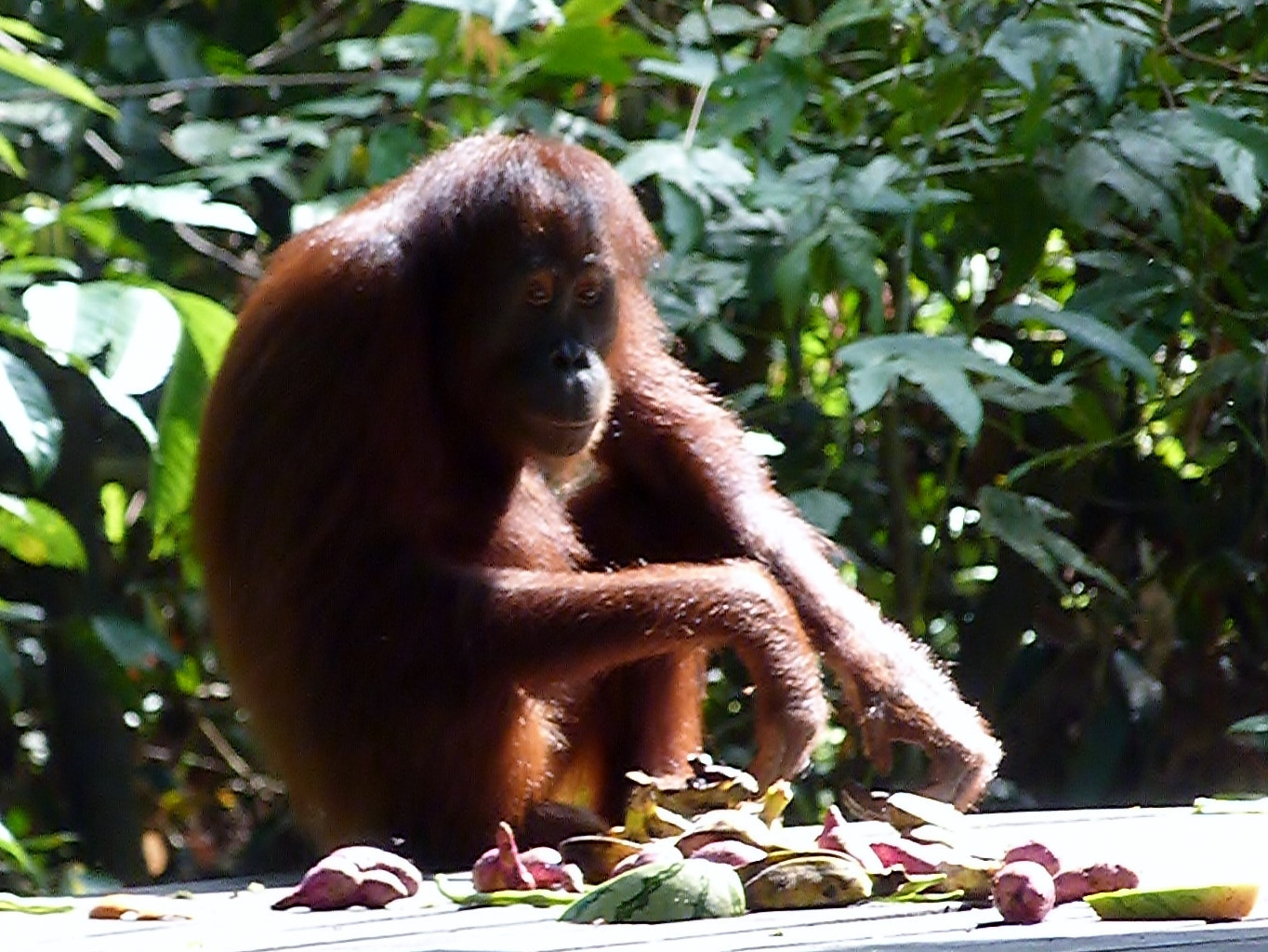 Sepilok Orang Utan Sanctuary, Малайзия