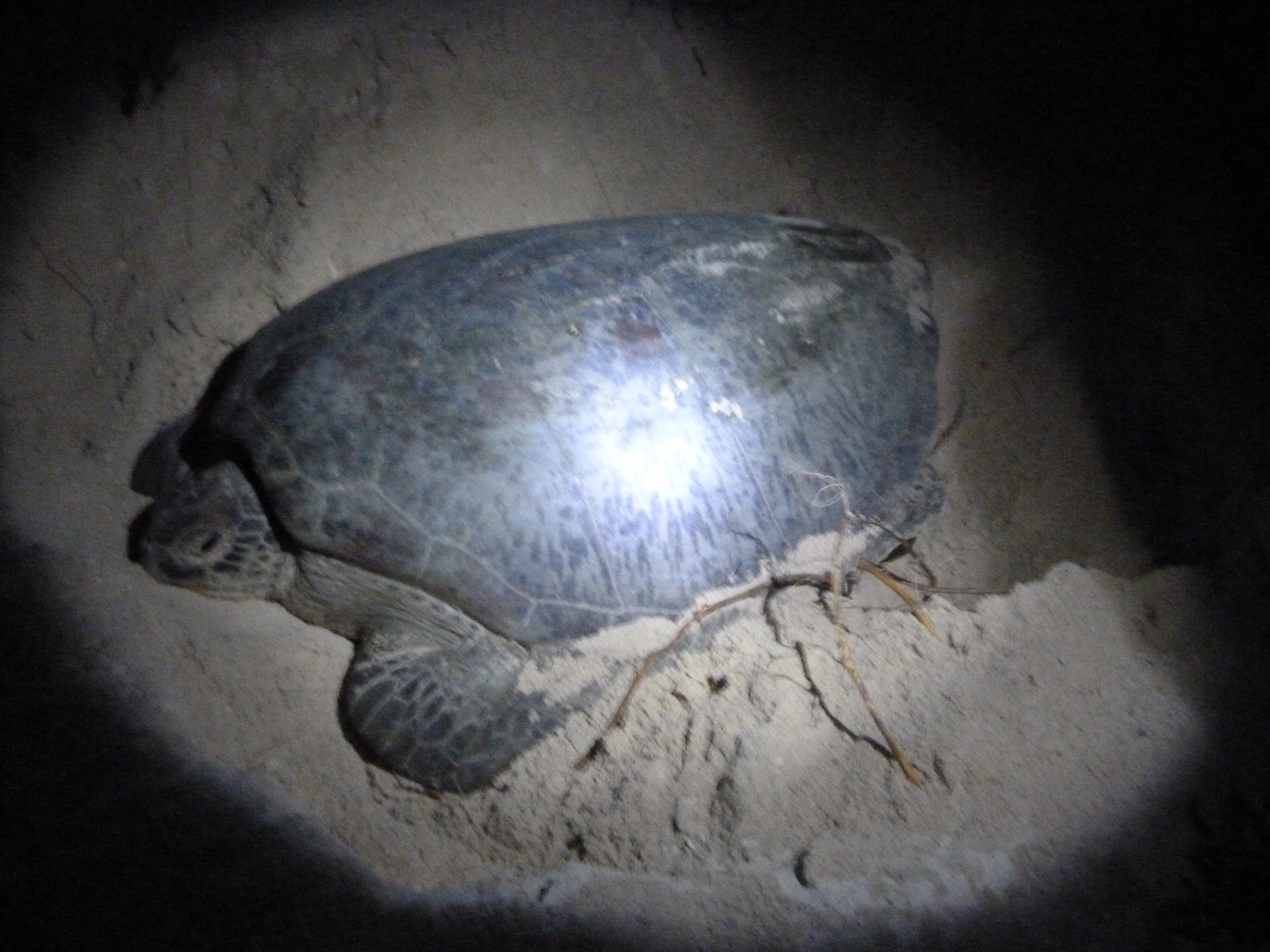 Turtle Conservation and Information Centre, Malaysia