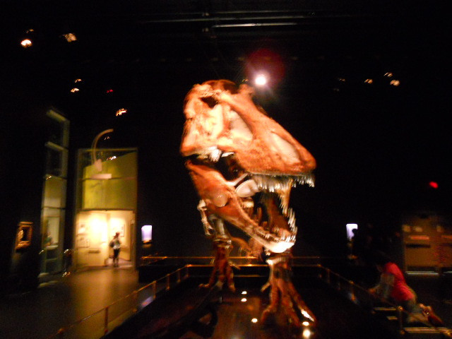 Dinasaur Museum