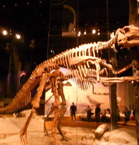 Dinasaur Museum