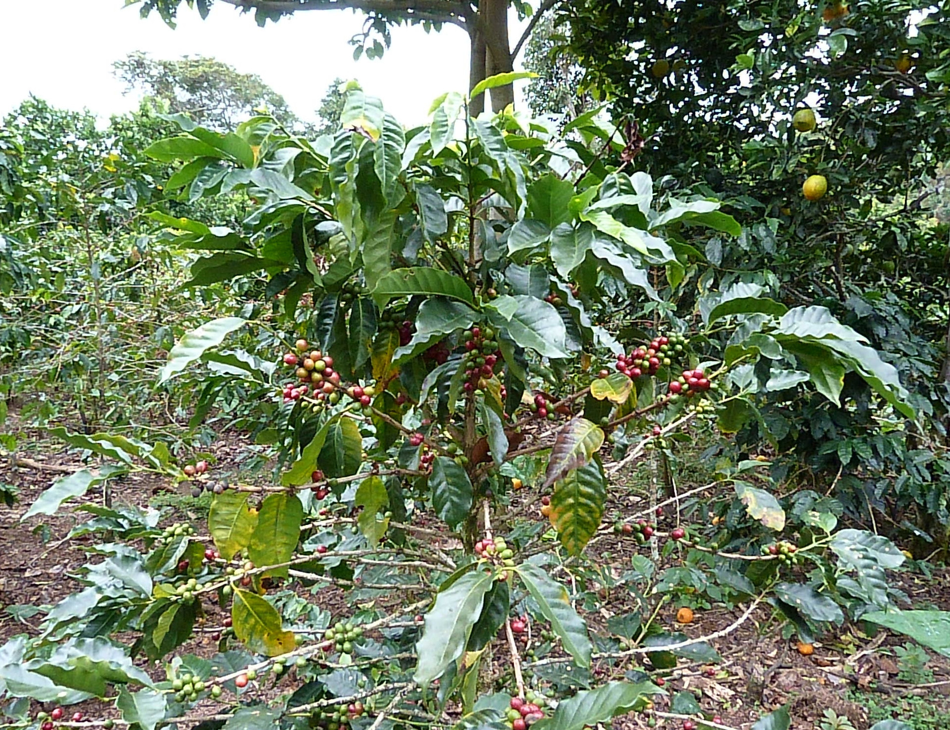 Boquete, Panama