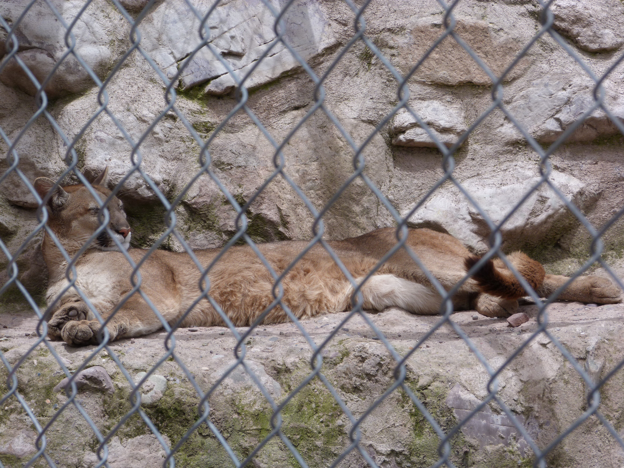 Cochahuasi Animal Sanctuary, Перу