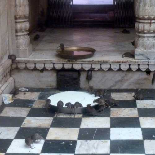 KarniMata or Rat Temple