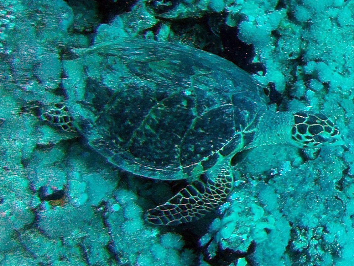 Yolanda Reef, Egypt