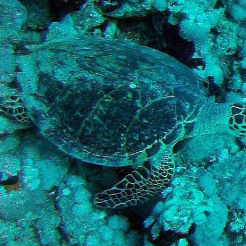 Yolanda Reef, Egypt