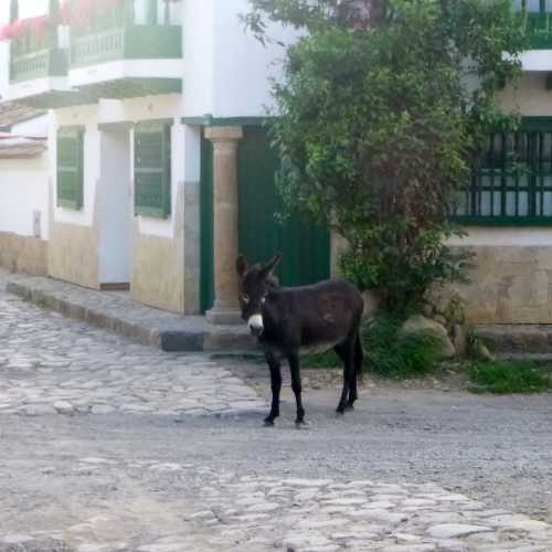 Random Donkey