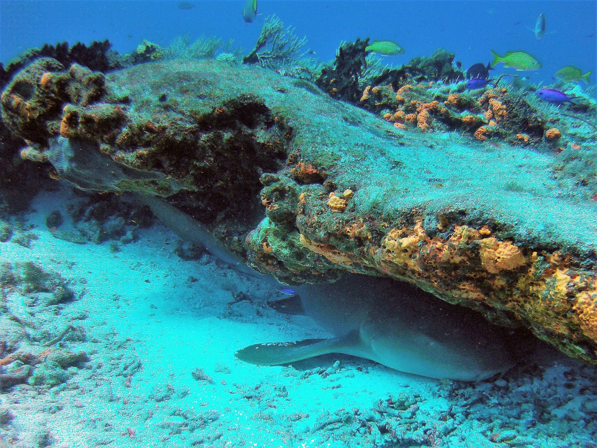 Nurse Shark Hiding under reef