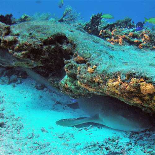 Nurse Shark Hiding under reef
