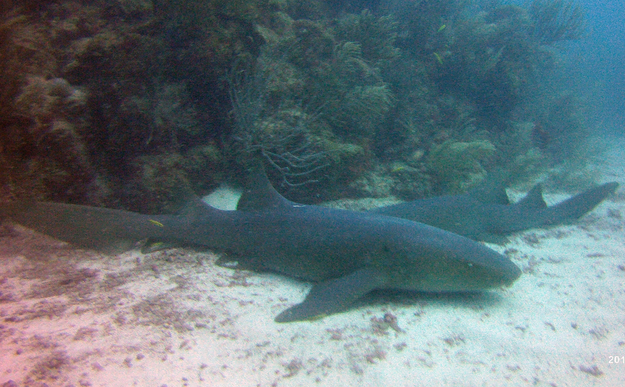 Nurse Sharks