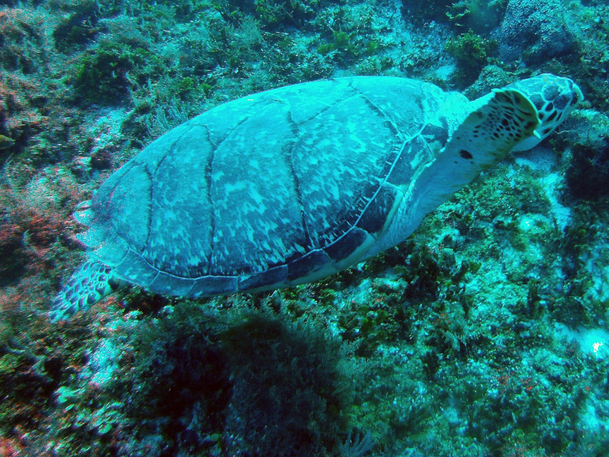 Cozumel, Mexico