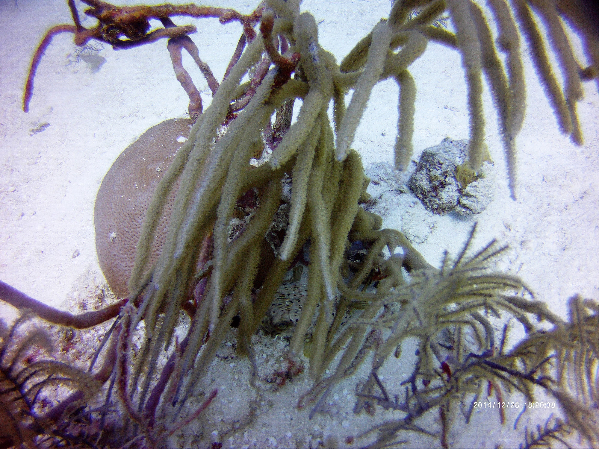 Long Caye Aquarium (dive site, Belize