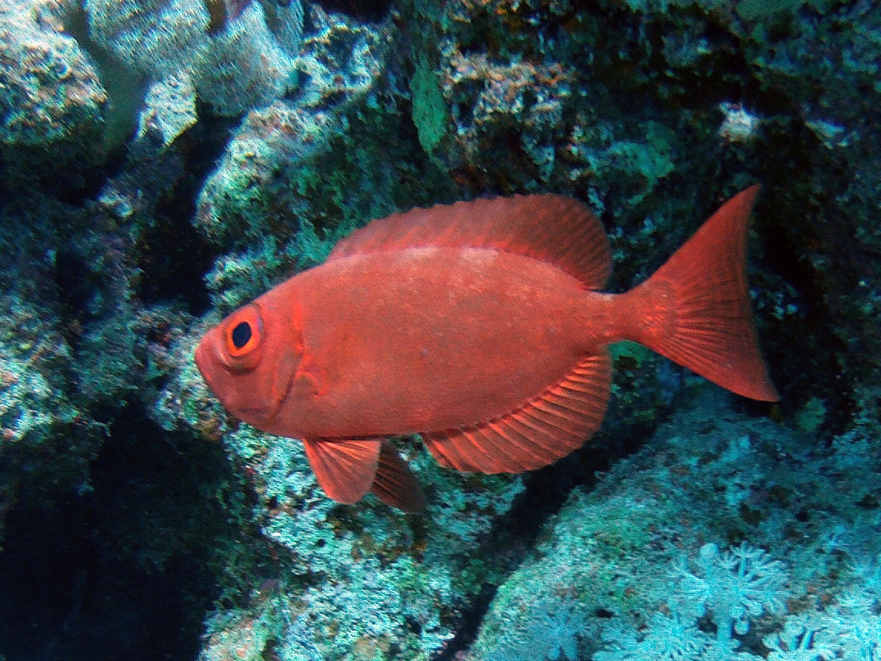 Marsa Alam, Egypt