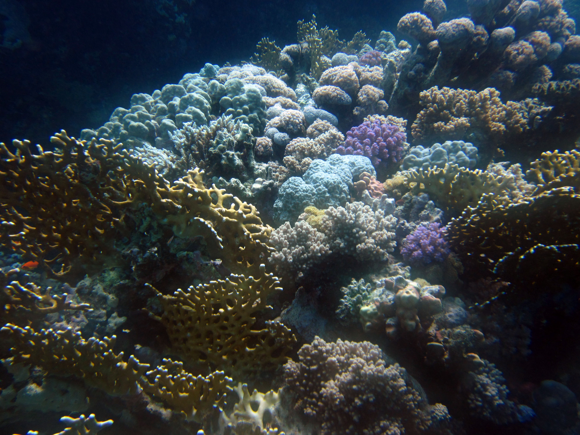 Reef Coral