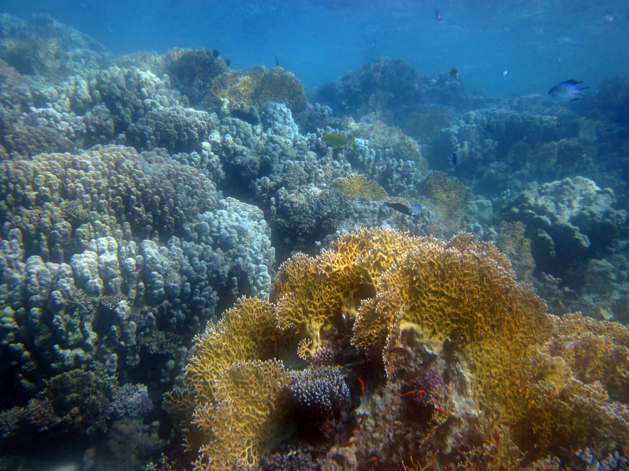 Marsa Shagra House Reef