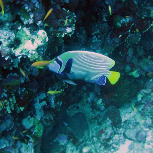 Angelfish