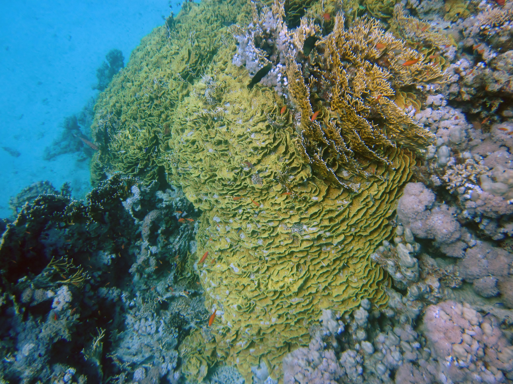 House Reef Marsa Shagra