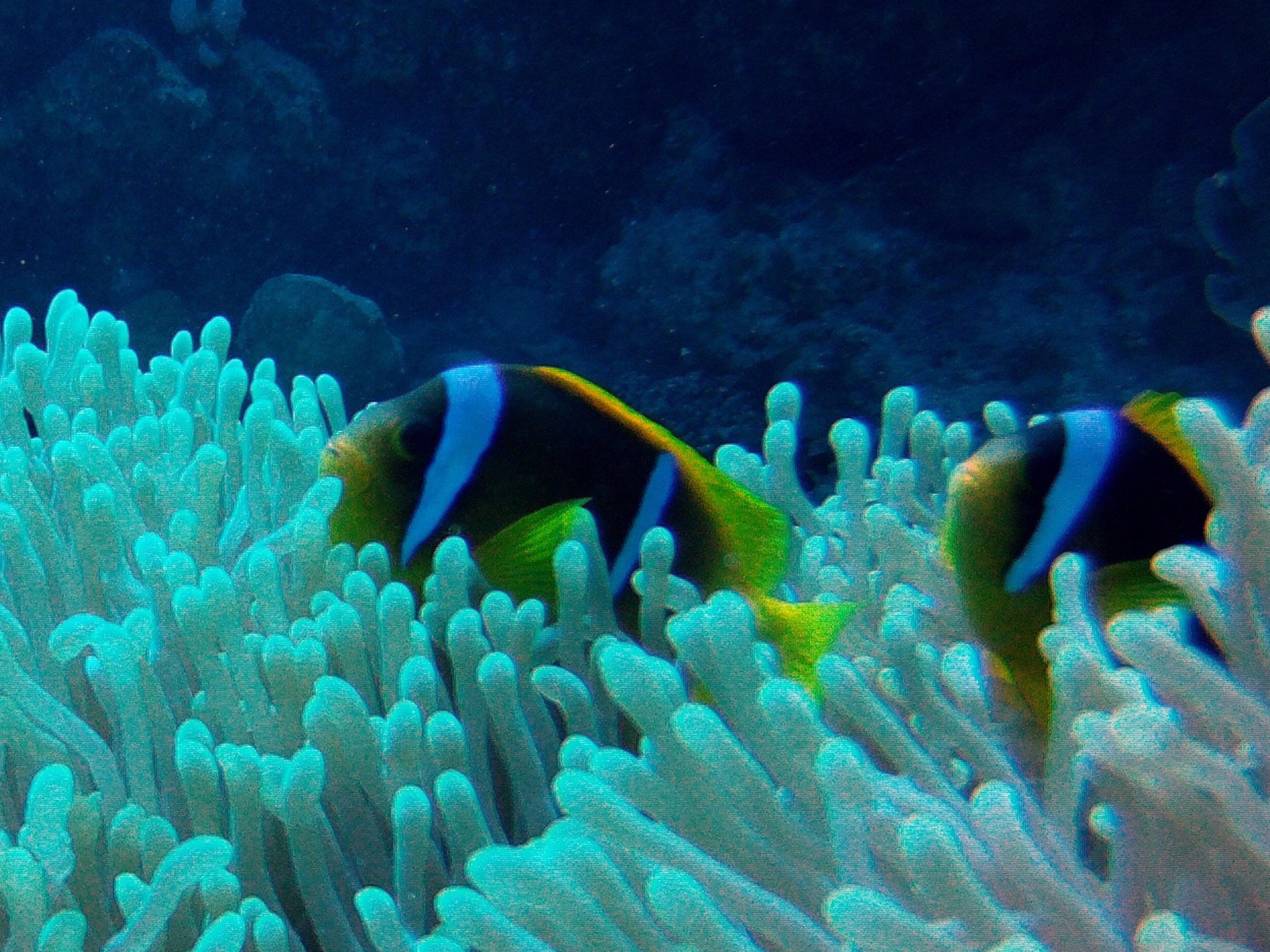 Woodhouse Reef, Египет