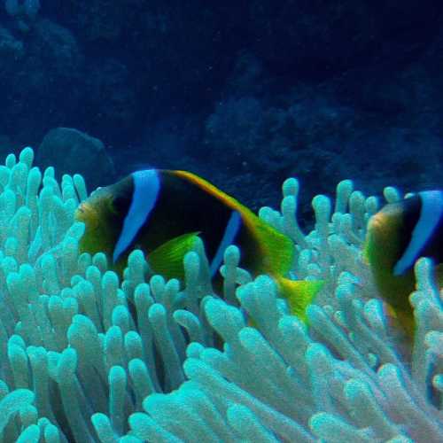 Woodhouse Reef, Egypt