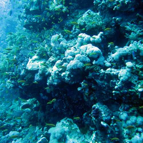 Elphinstone Reef