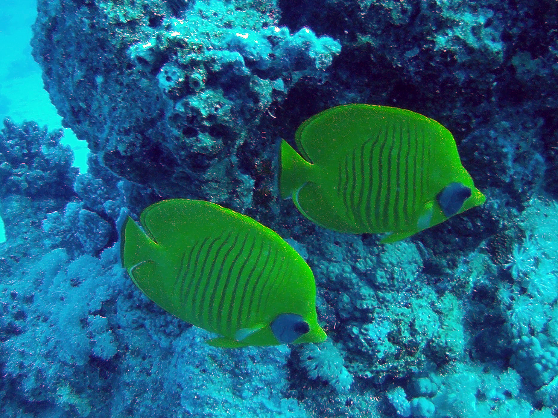 Butterfly Fish