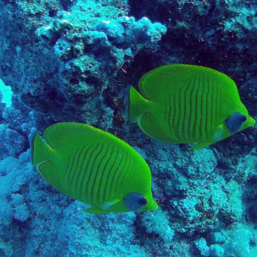 Butterfly Fish