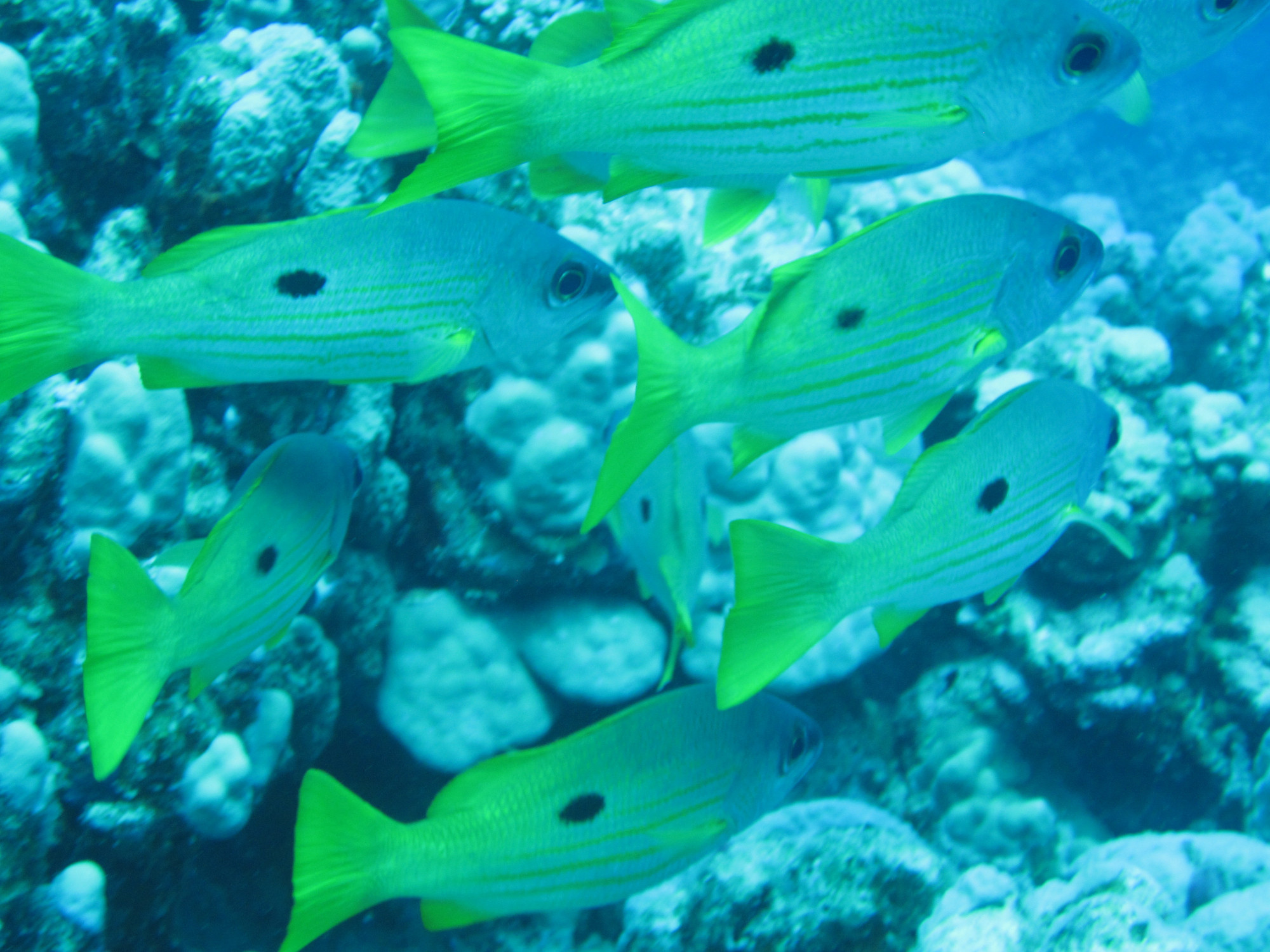 snappers House Reef Marsa Shagra