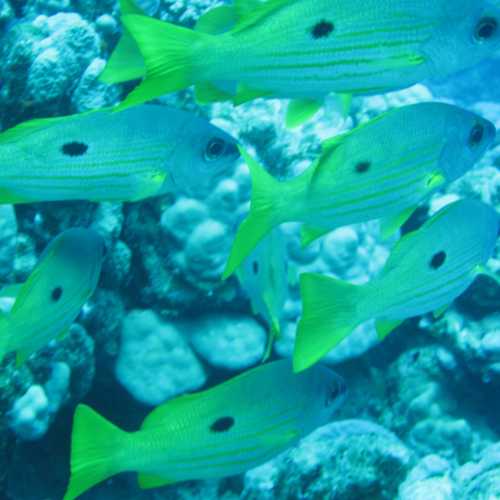snappers House Reef Marsa Shagra