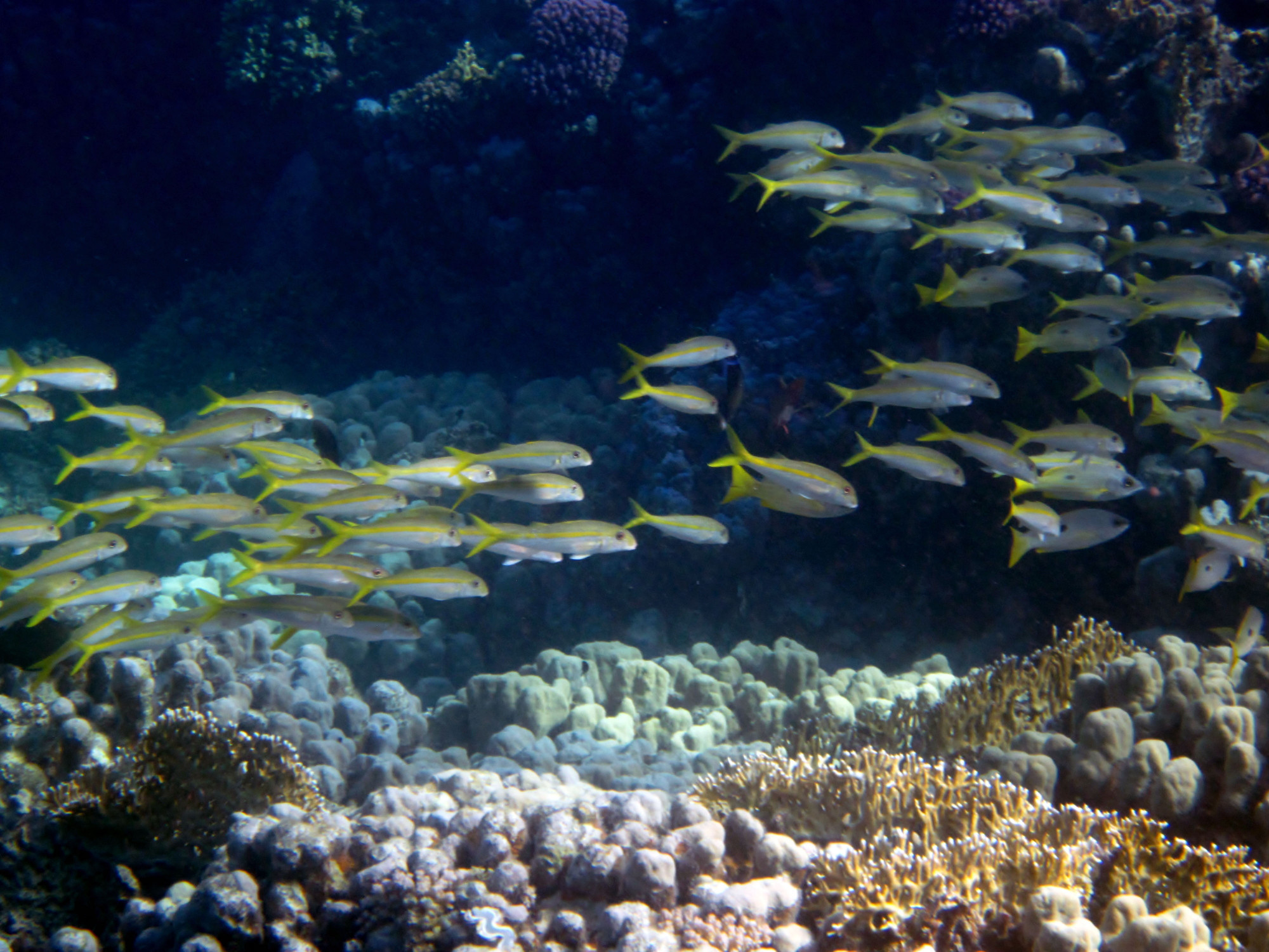 Marsa Alam, Egypt