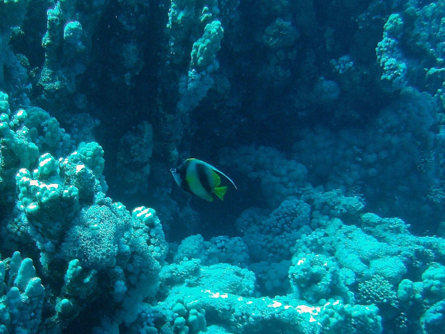 First of Many Bannerfish