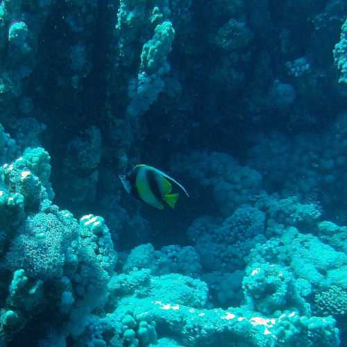 First of Many Bannerfish