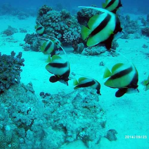 Longfin Bannerfish