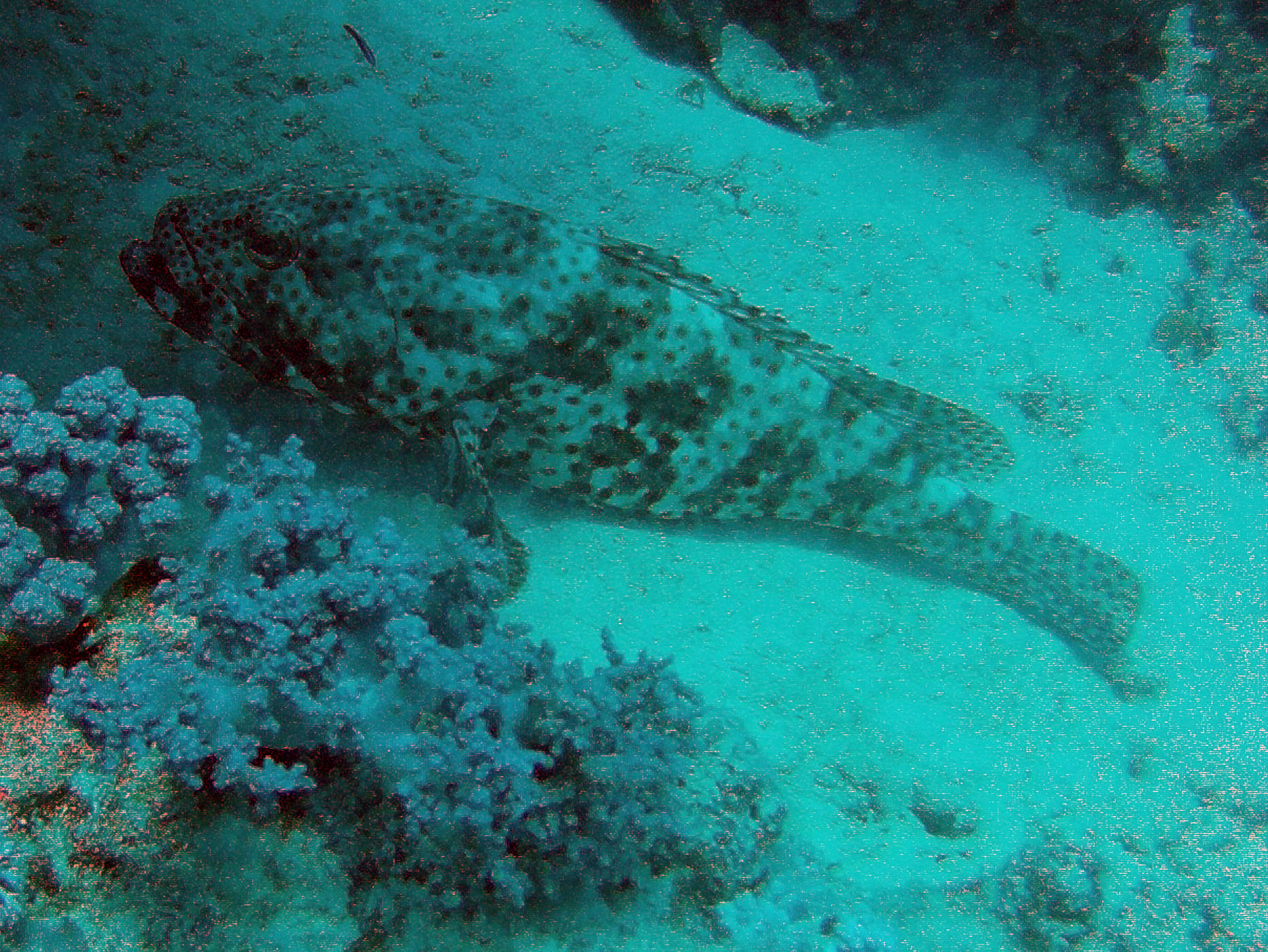 Marsa Alam, Egypt