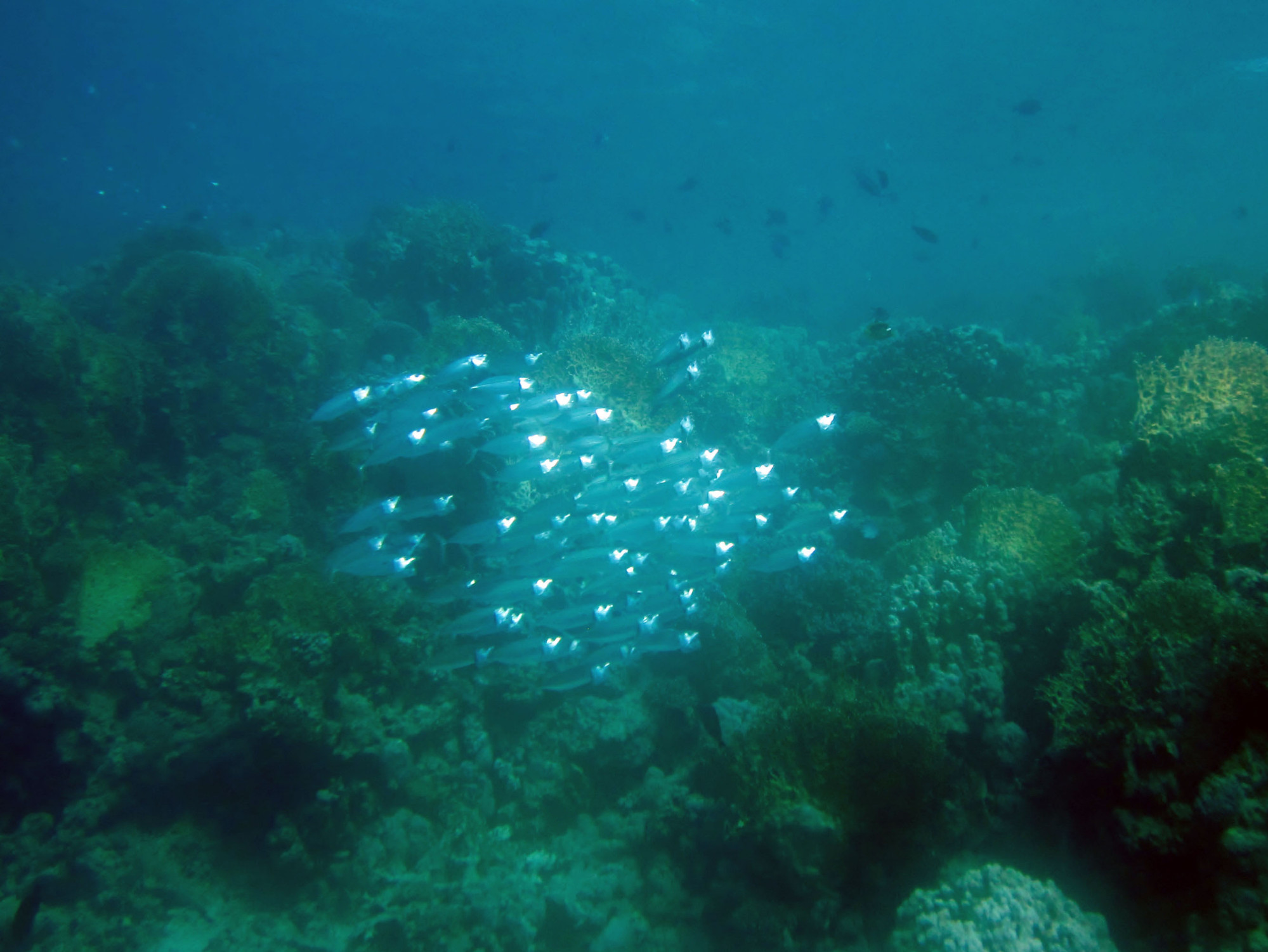 Marsa Alam, Egypt