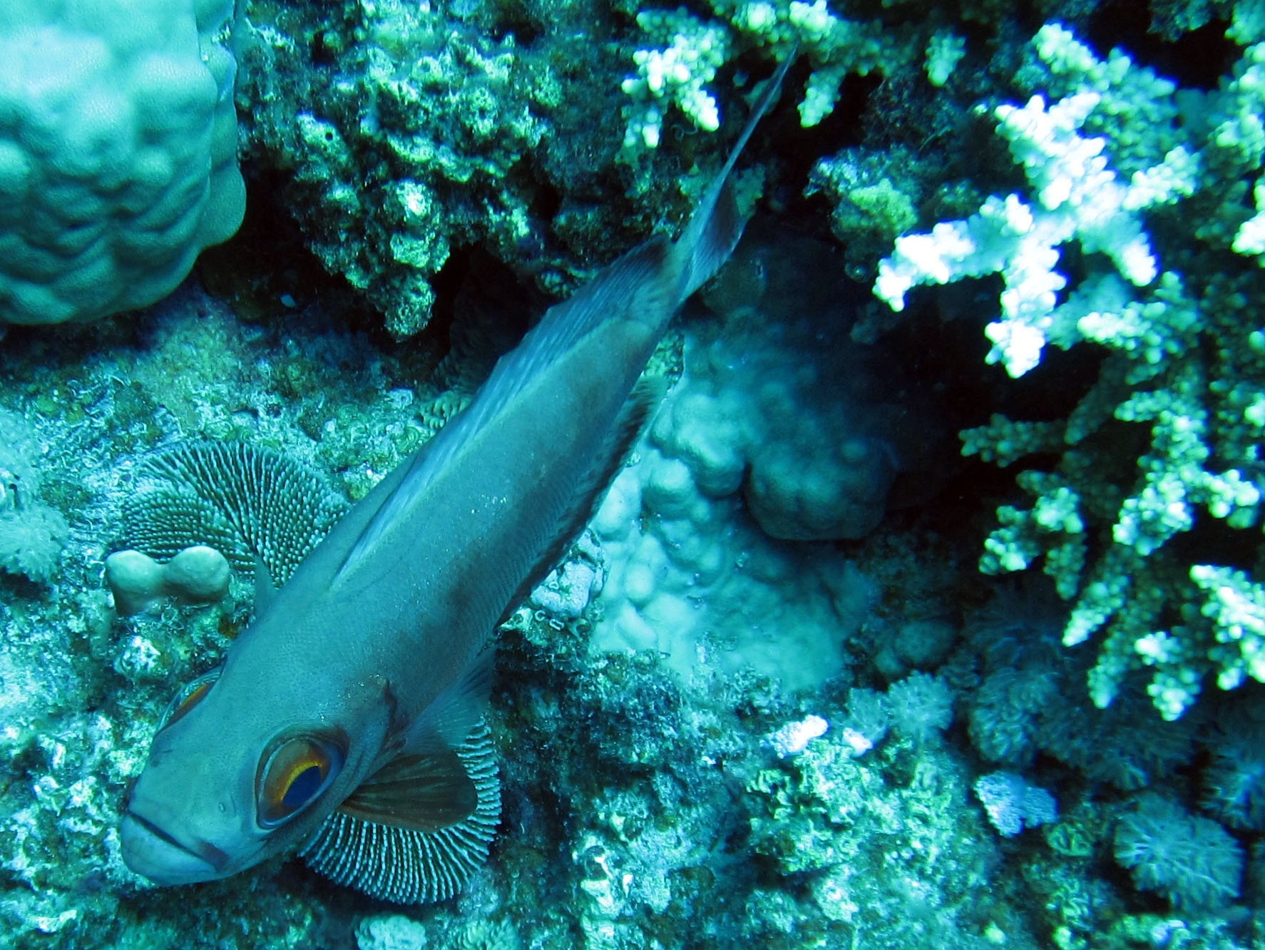 Marsa Alam, Egypt