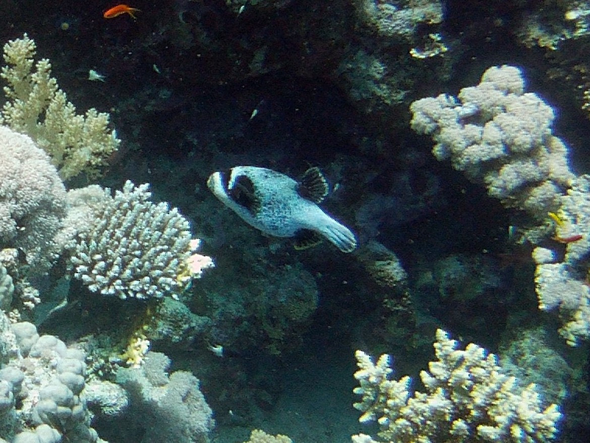 Shark Reef/Yolanda Satellite Reef, Египет