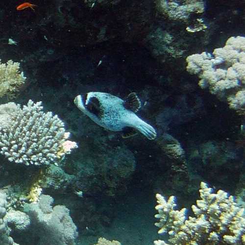 Shark Reef/Yolanda Satellite Reef